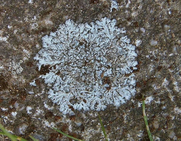 fyscia modrosivá Physcia caesia (Hoffm.) Fürnr.