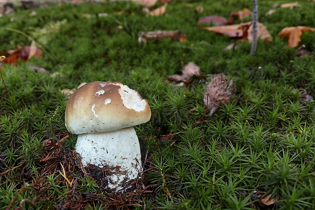 hríb smrekový Boletus edulis Bull.