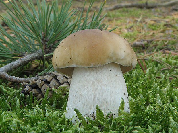 hríb smrekový Boletus edulis Bull.