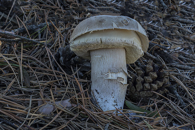 hríb smrekový Boletus edulis Bull.