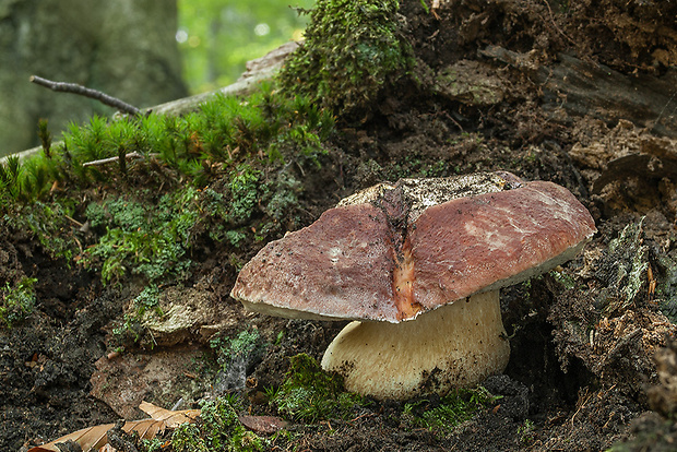 hríb sosnový Boletus pinophilus Pil. et Dermek in Pil.