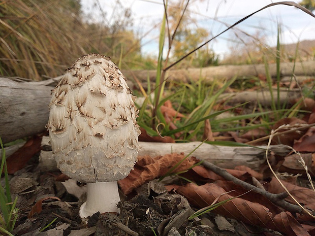 hnojník obyčajný Coprinus comatus (O.F. Müll.) Pers.