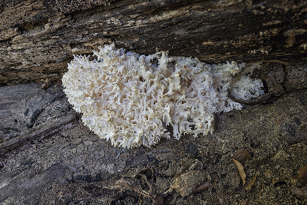 koralovec bukový Hericium coralloides (Scop.) Pers.