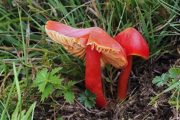 lúčnica nádherná Hygrocybe splendidissima (P.D. Orton) M.M. Moser