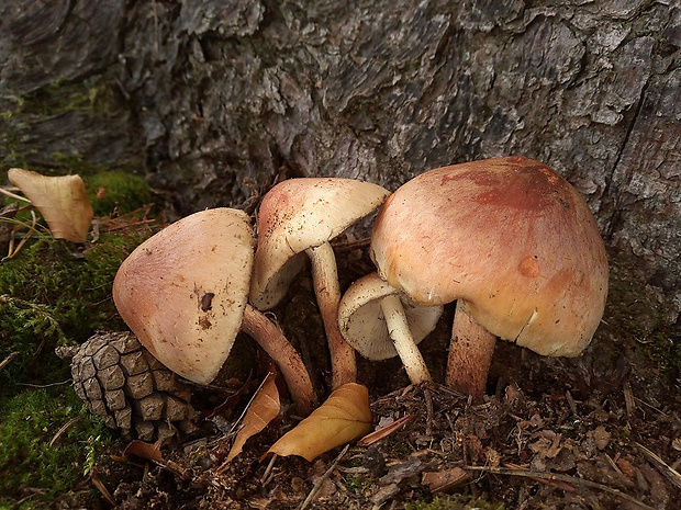 strapcovka tehlovočervená Hypholoma lateritium (Schaeff.) P. Kumm.