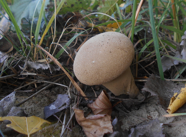 prášnica Lycoperdon sp.