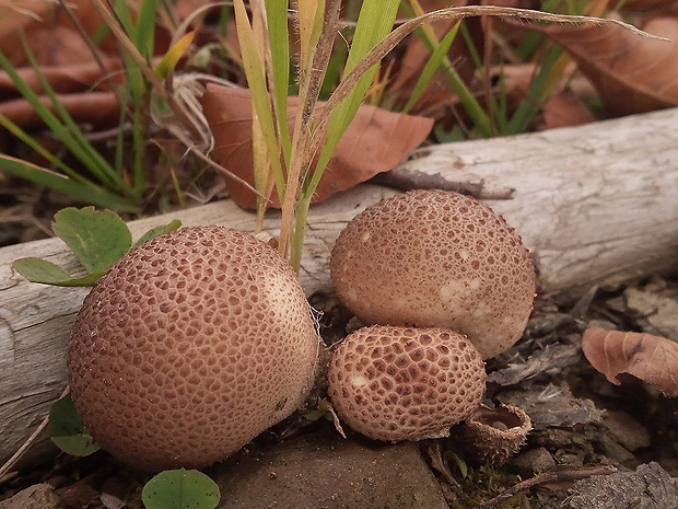 pestrec obyčajný Scleroderma citrinum Pers.