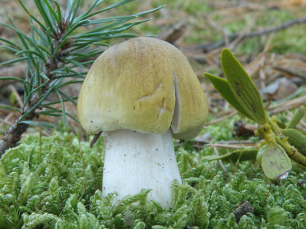 čírovka zelenkastá Tricholoma equestre (L.) P. Kumm.