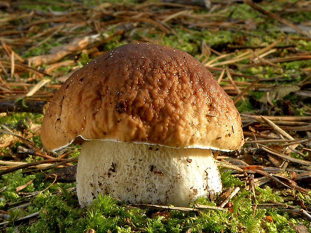 hríb smrekový Boletus edulis Bull.