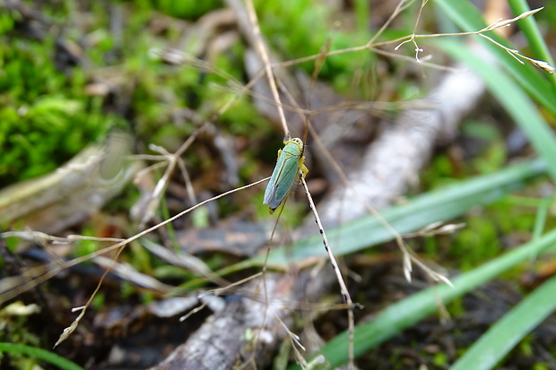 cikádka zelená Cicadella viridis