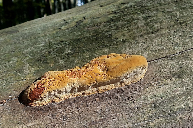 trámovka anízová Gloeophyllum odoratum (Wulfen) Imazeki