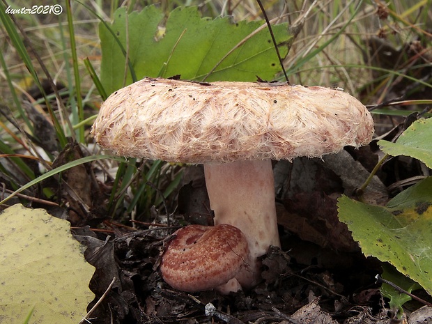 rýdzik kravský Lactarius torminosus (Schaeff.) Gray