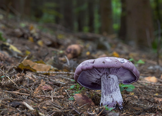 pôvabnica fialová Lepista nuda (Bull.) Cooke