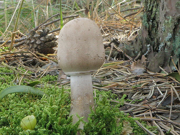 bedľa vysoká Macrolepiota procera (Scop.) Singer