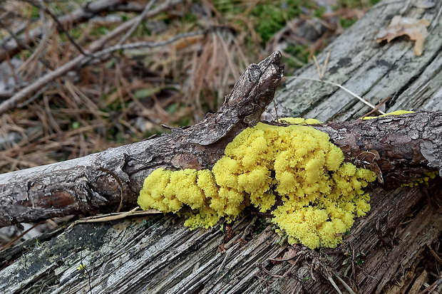 slizovka Myxomycetes