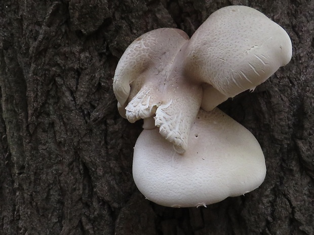 hliva dubová Pleurotus dryinus (Pers.) P. Kumm.