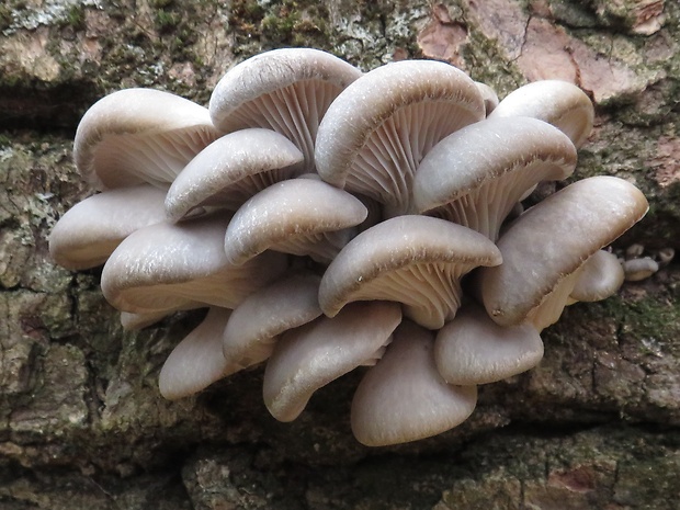 hliva ustricovitá Pleurotus ostreatus (Jacq.) P. Kumm.