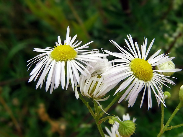 hviezdnik ročný Stenactis annua (L.) Nees