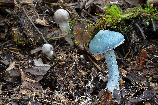 golierovka zelenkastá Stropharia aeruginosa (Curtis) Quél.