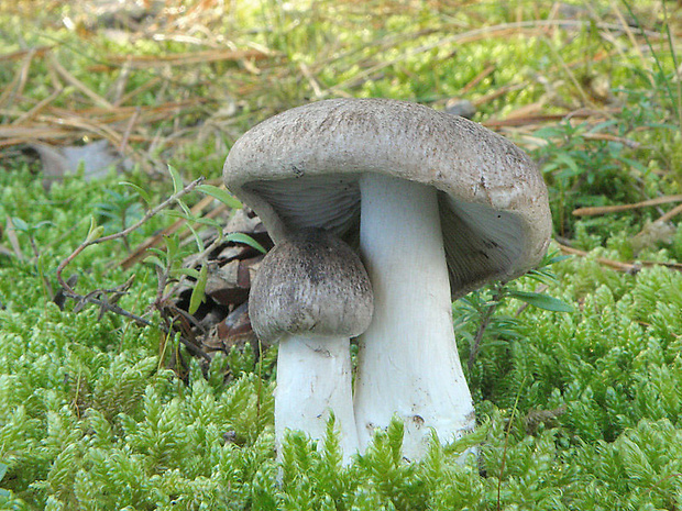 čírovka zemná Tricholoma terreum (Schaeff.) P. Kumm.