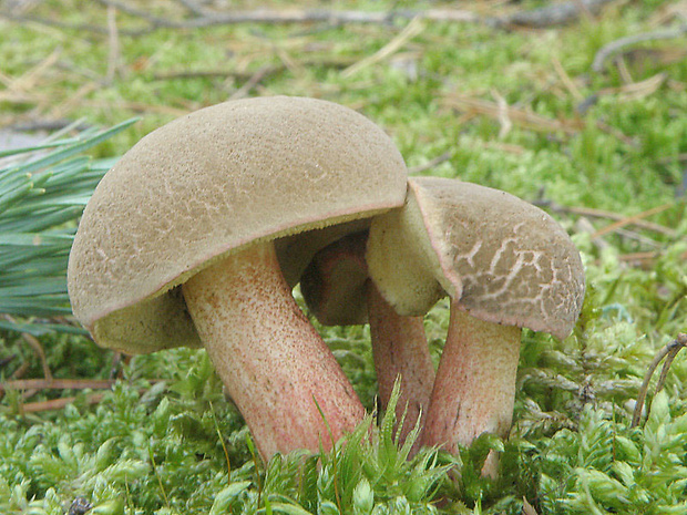 suchohríb žltomäsový Xerocomellus chrysenteron (Bull.) Šutara