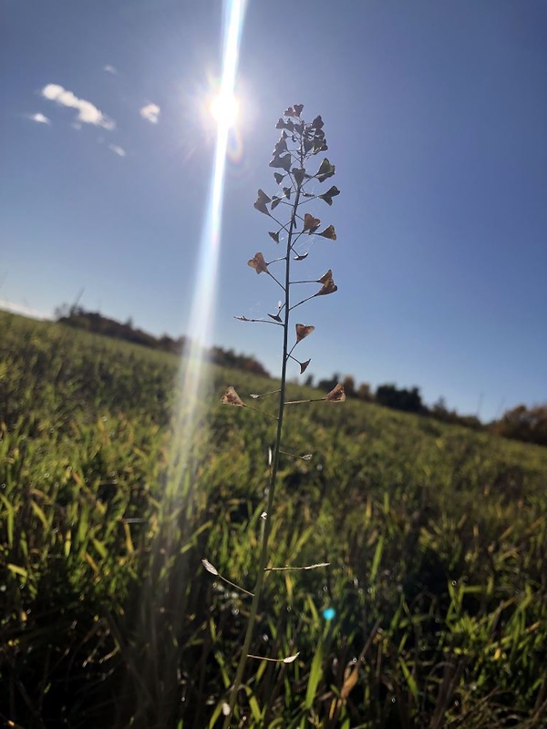 kapsička pastierska Capsella bursa-pastoris (L.) Medik.