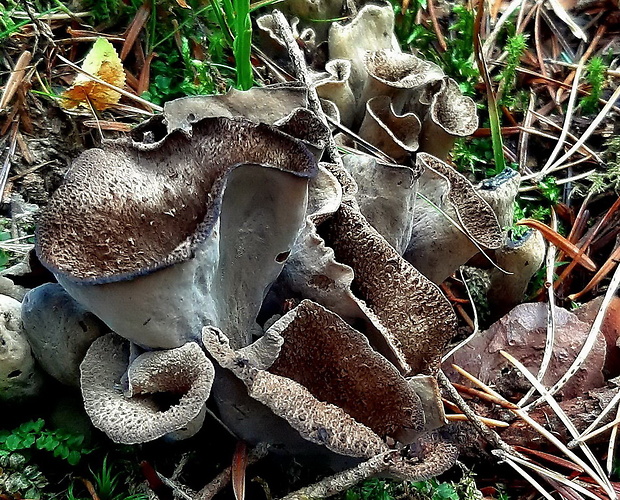 lievik trúbkovitý Craterellus cornucopioides (L.) Pers.