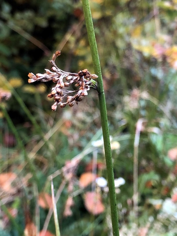 sitina rozložitá Juncus effusus L.