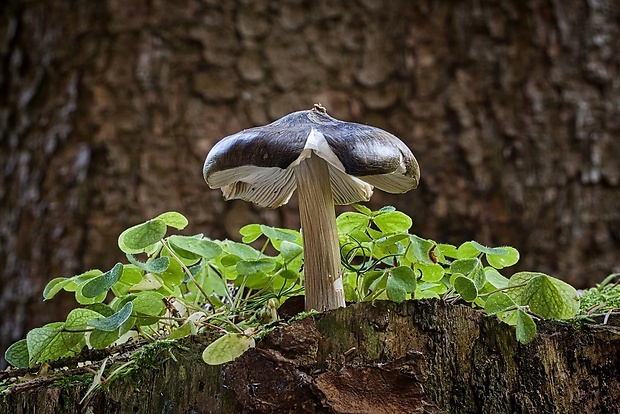 štítovka Pluteus sp.