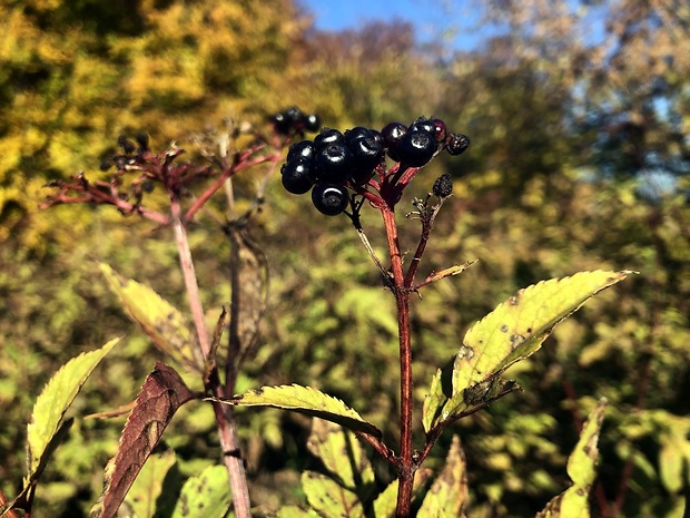 baza chabzdová Sambucus ebulus L.