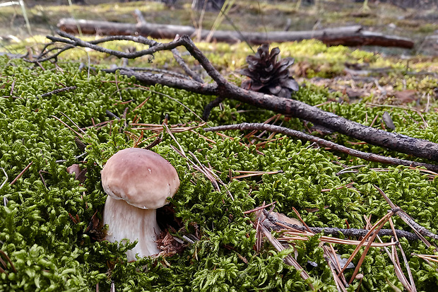 hríb smrekový Boletus edulis Bull.