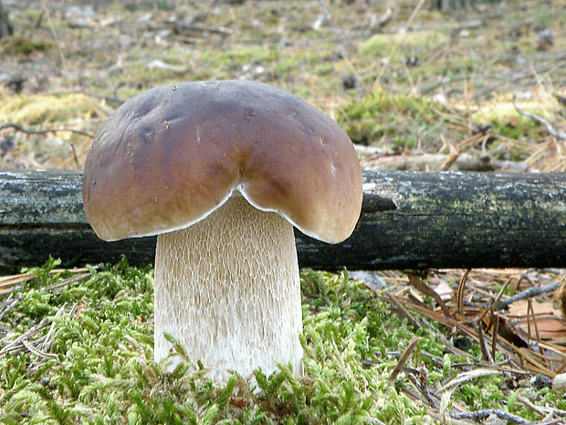 hríb smrekový Boletus edulis Bull.