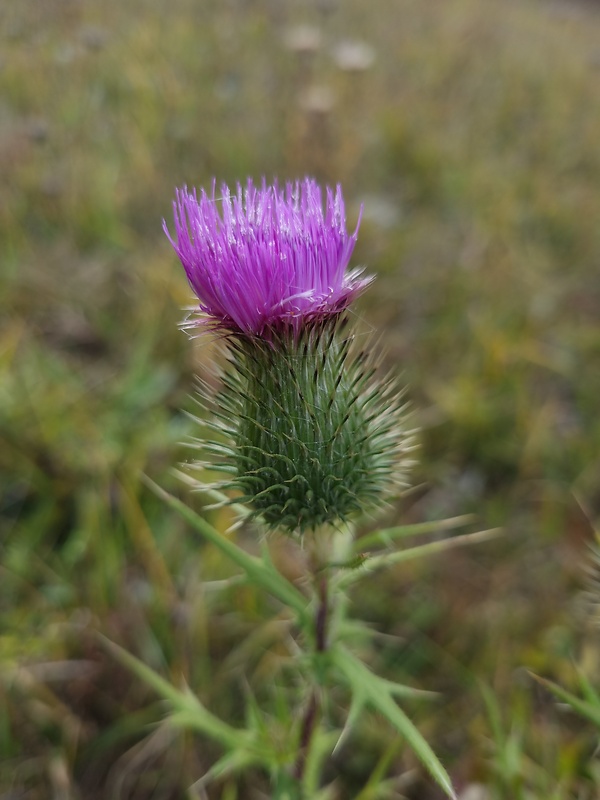 pichliač obyčajný Cirsium vulgare (Savi) Ten.