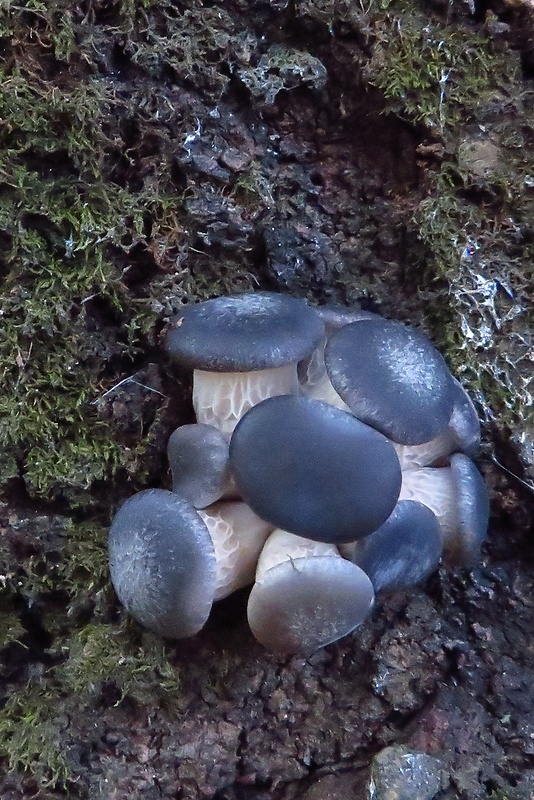 hliva ustricovitá modrastá Pleurotus columbinus Quél.