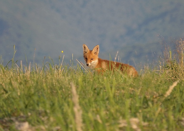 líška hrdzavá Vulpes vulpes