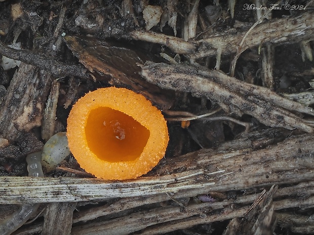 tanierovka oranžová Aleuria aurantia (Pers.) Fuckel