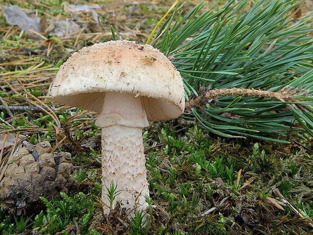 muchotrávka červenkastá Amanita rubescens Pers.