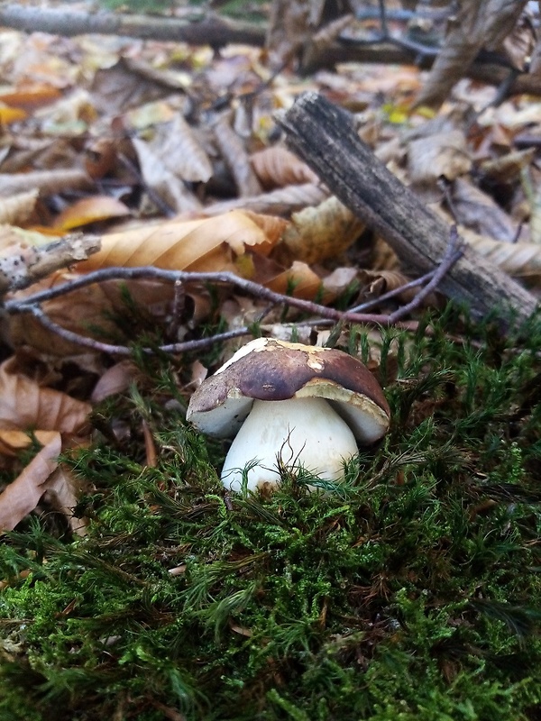 hríb sosnový Boletus pinophilus Pil. et Dermek in Pil.