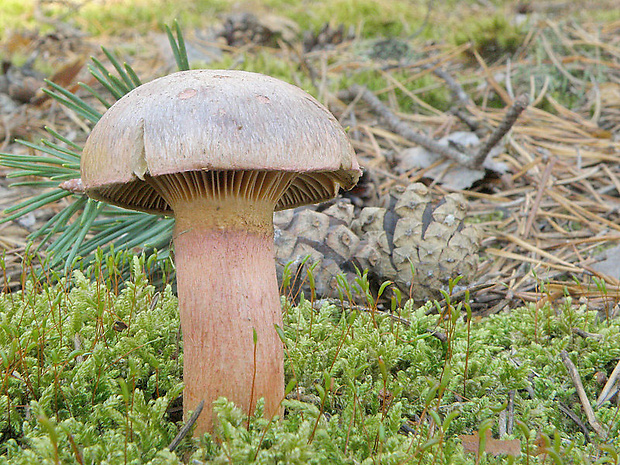 sliziak lepkavý Chroogomphus rutilus (Schaeff.) O.K. Mill.