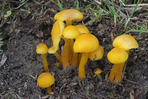 lúčnica vosková Hygrocybe ceracea (Wulfen) P. Kumm.