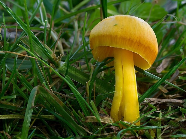 lúčnica citrónovožltá Hygrocybe chlorophana (Fr.) Wünsche