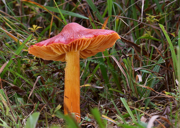 lúčnica granátovočervená Hygrocybe punicea (Fr.) P. Kumm.