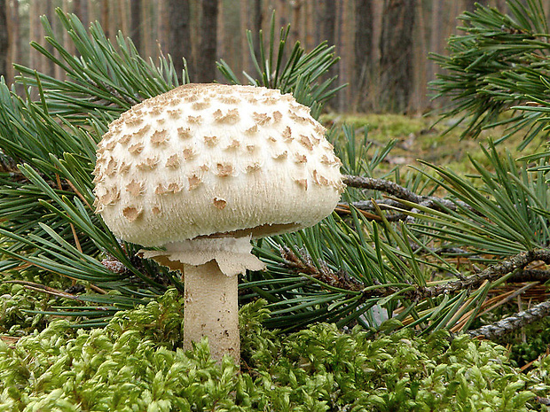 bedľa Macrolepiota sp.