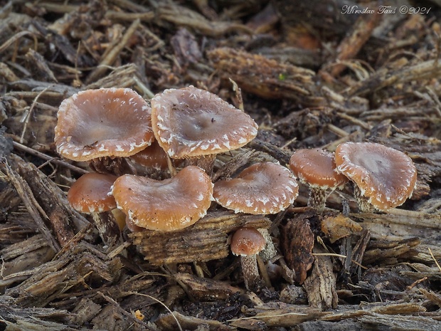 holohlavec vločkatý Psilocybe crobula (Fr.) Singer