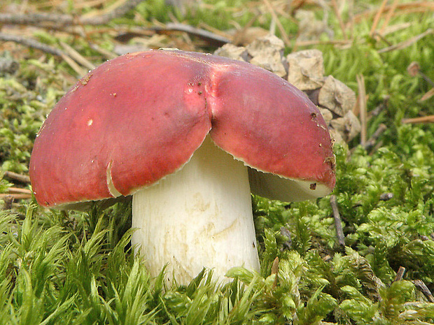 plávka obyčajná Russula integra (L.) Fr.