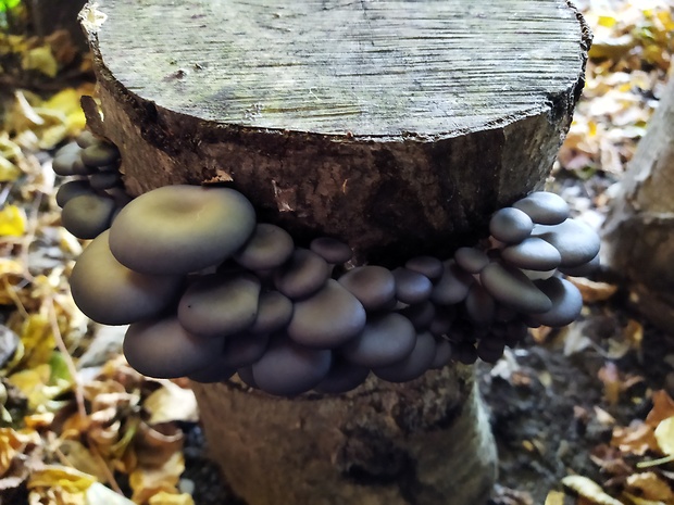 hliva ustricovitá Pleurotus ostreatus (Jacq.) P. Kumm.