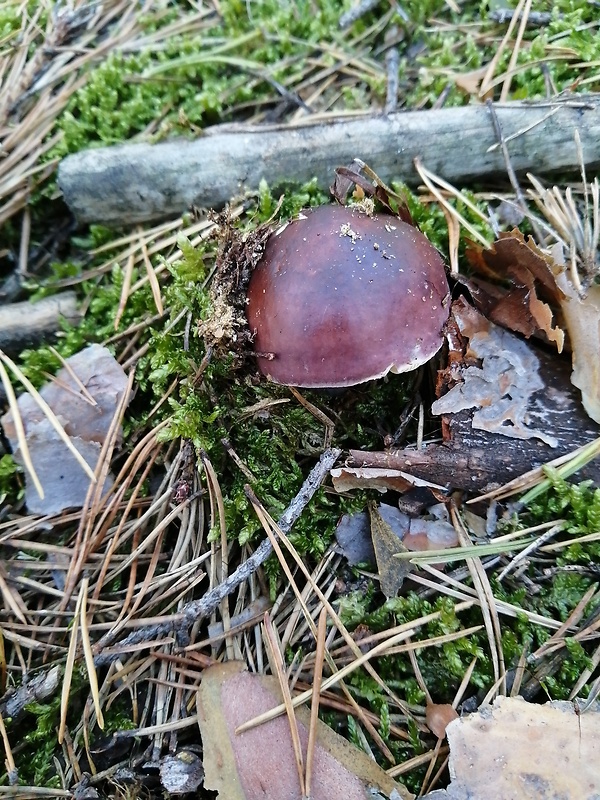 plávka Russula sp.