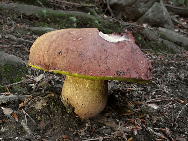 hríb sosnový Boletus pinophilus Pil. et Dermek in Pil.