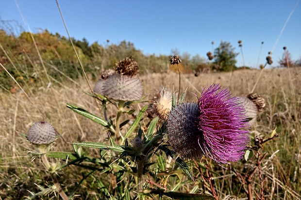 pichliač bielohlavý Cirsium eriophorum (L.) Scop.