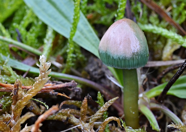 lúčnica žltozelená Gliophorus psittacinus (Schaeff.) Herink